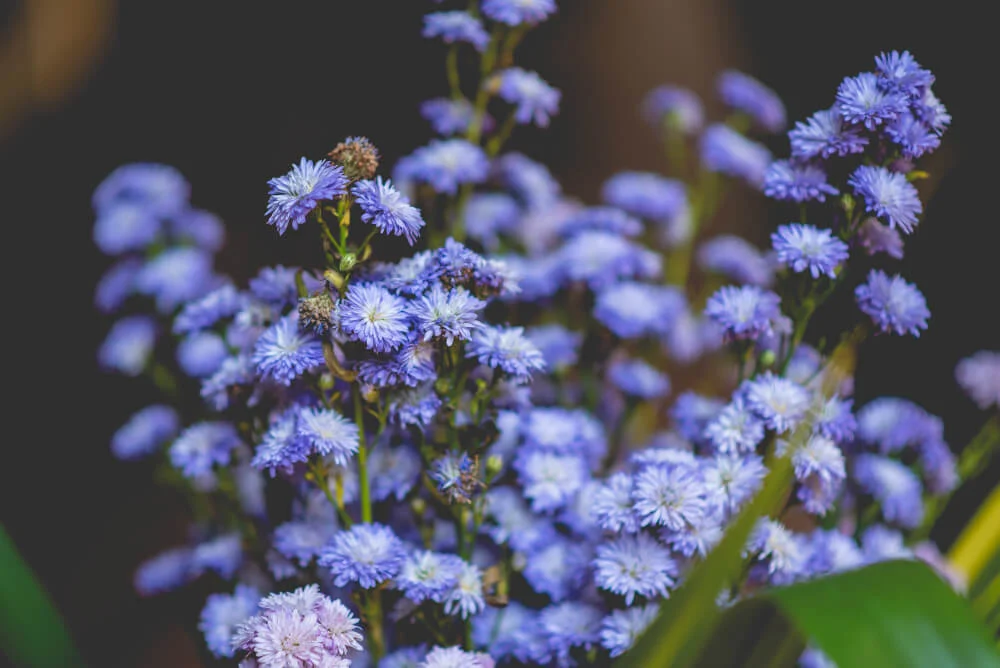 Blue Mistflower