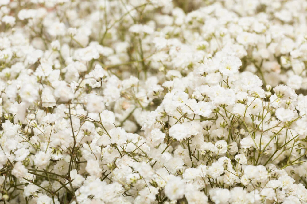 Flowers That Start With B