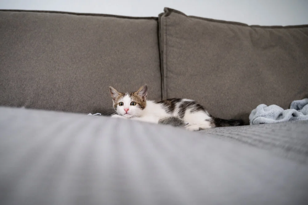 How to Get Cat Pee Out of Couch