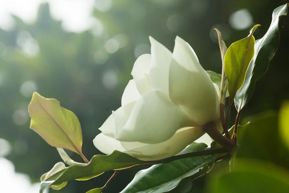 Magnolia Flower Meaning