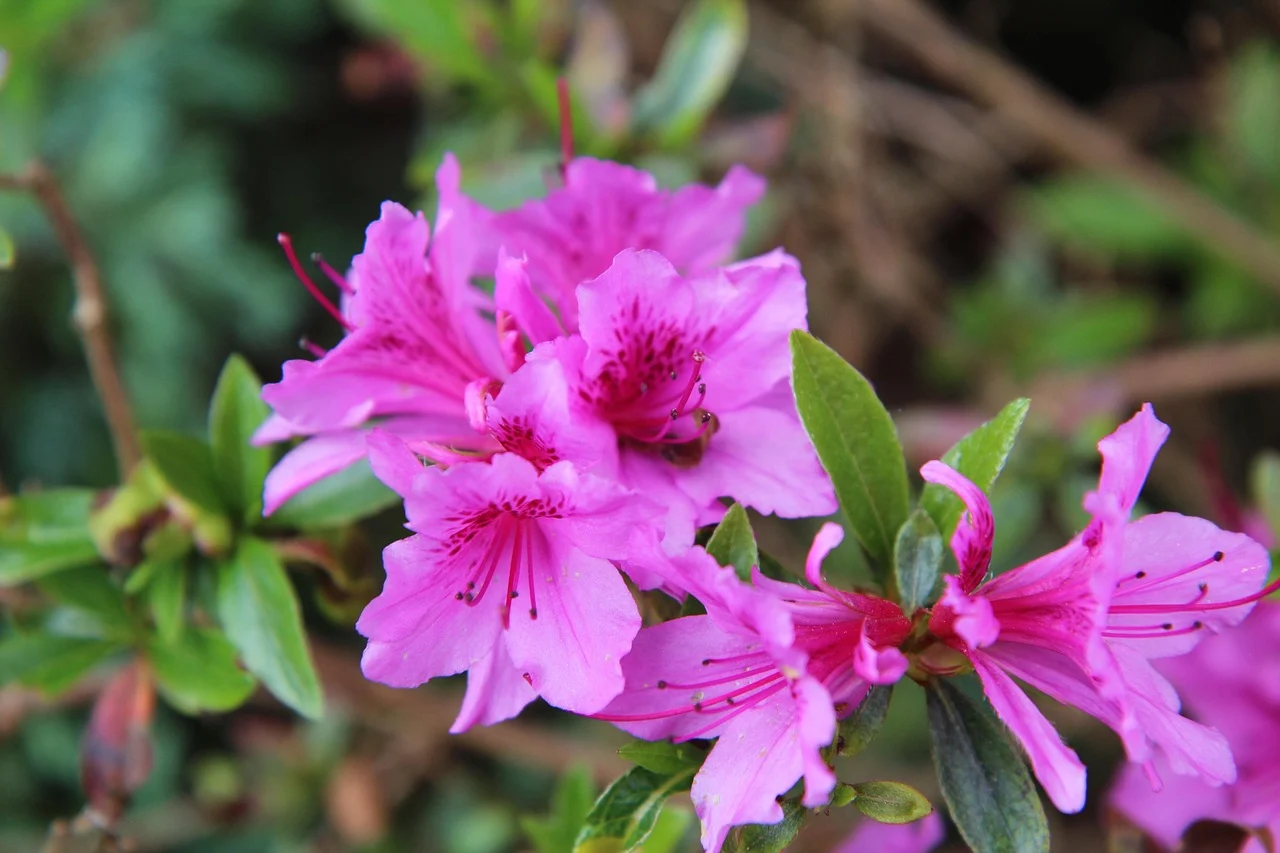 azalea flower meaning - azalea