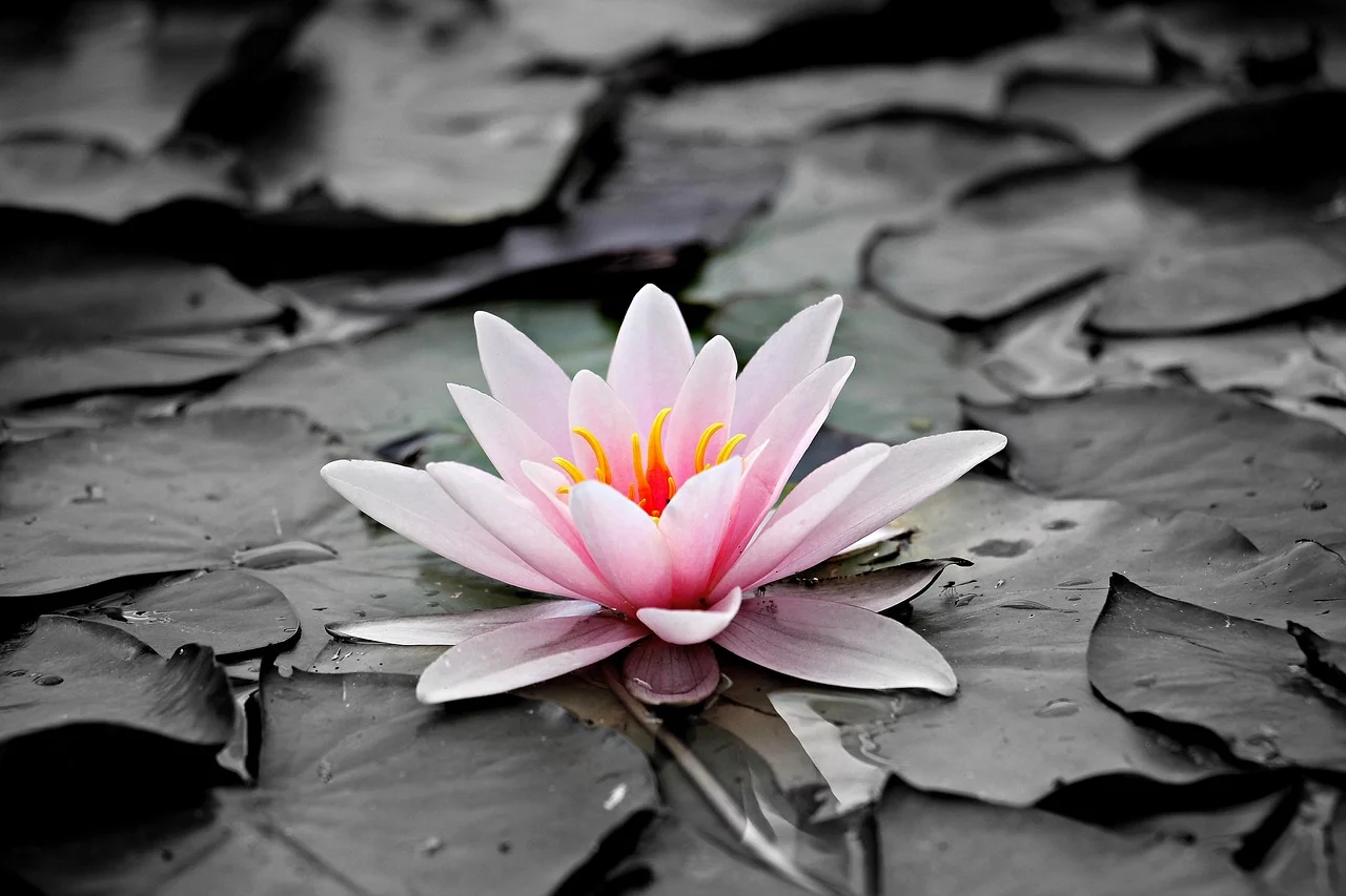 flower for cancer zodiac - waterlily