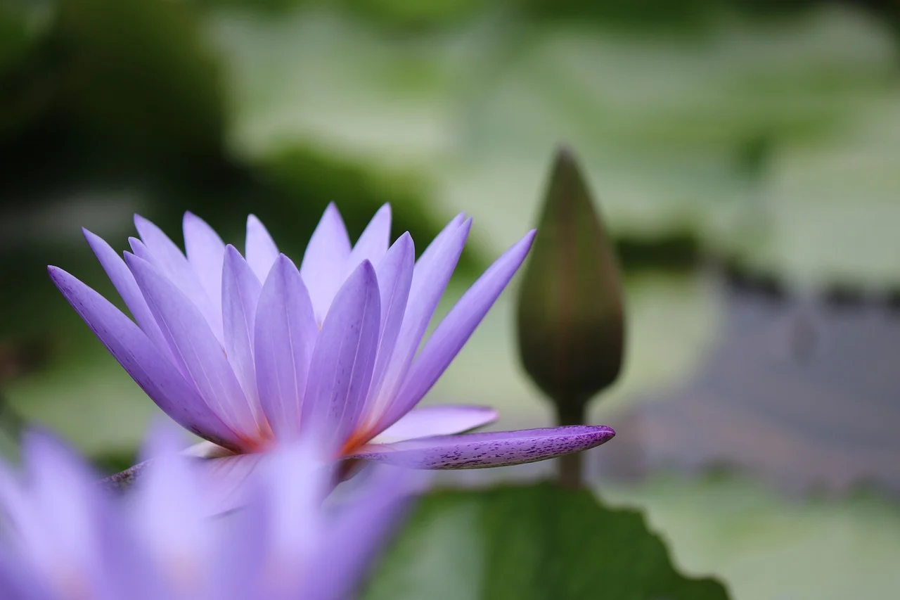 flower for cancer zodiac - waterlily
