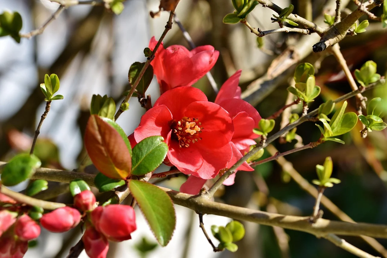 flowers that start with q - quince