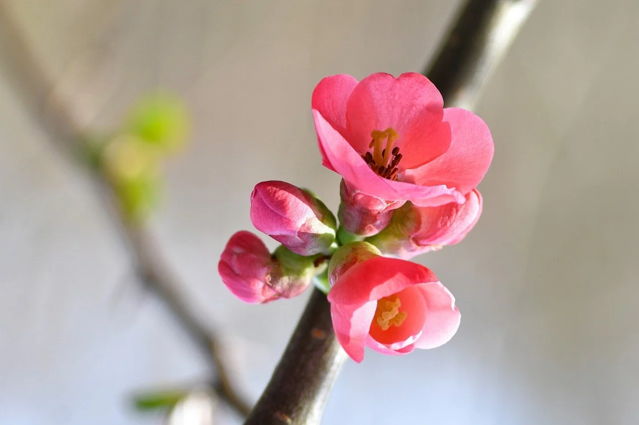 flowers that start with q - quince flower