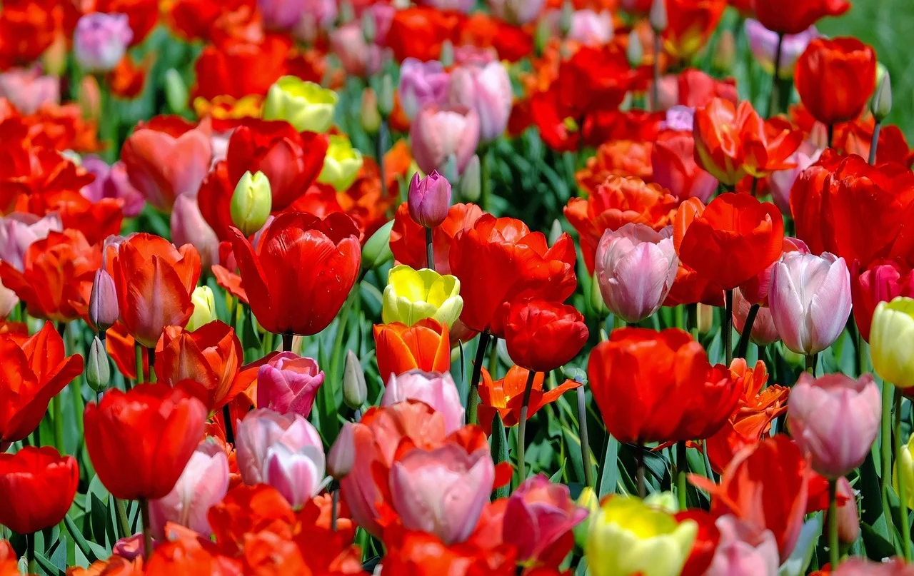 flowers that start with t - tulip field