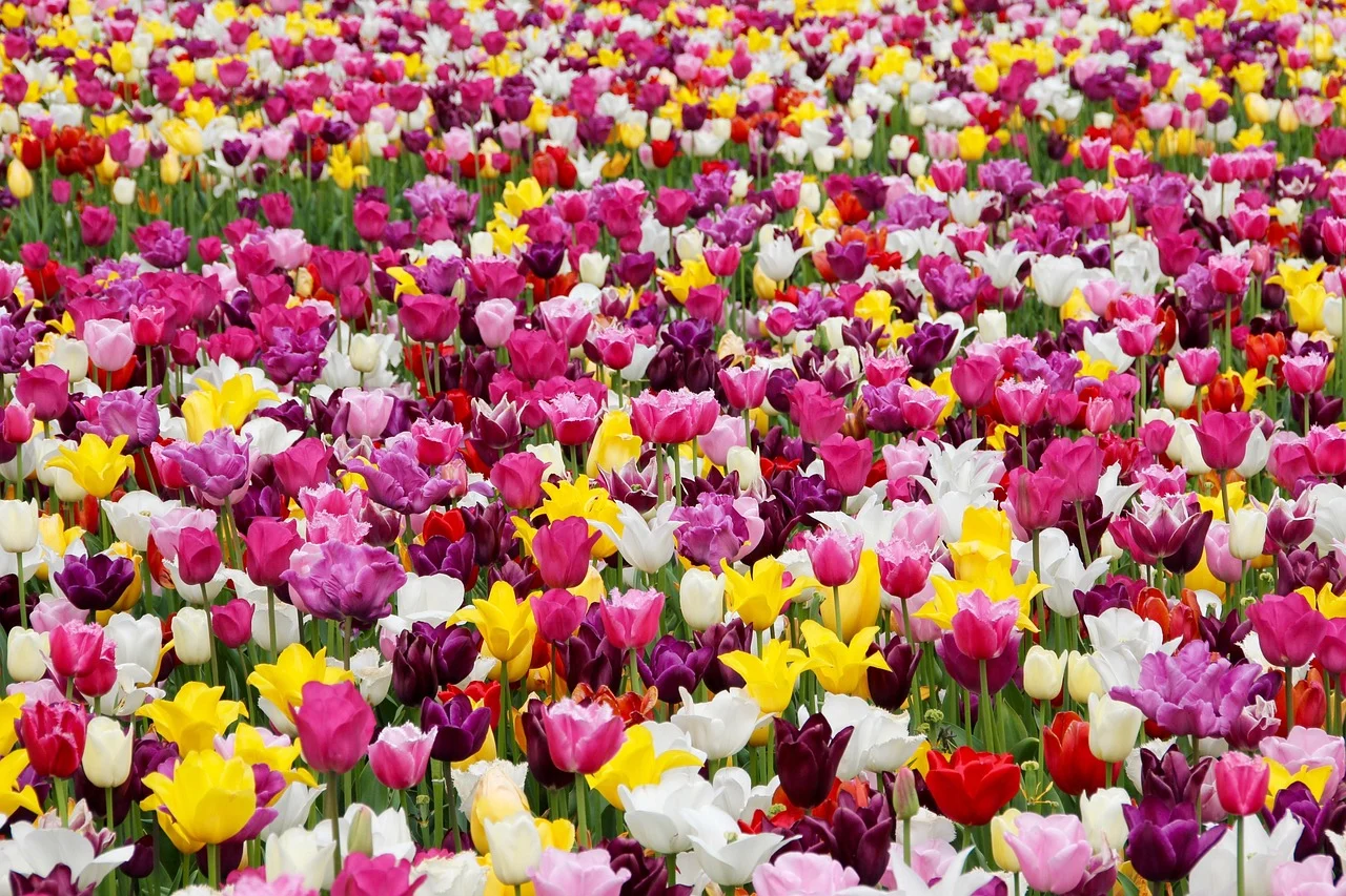 flowers that start with t - tulip field