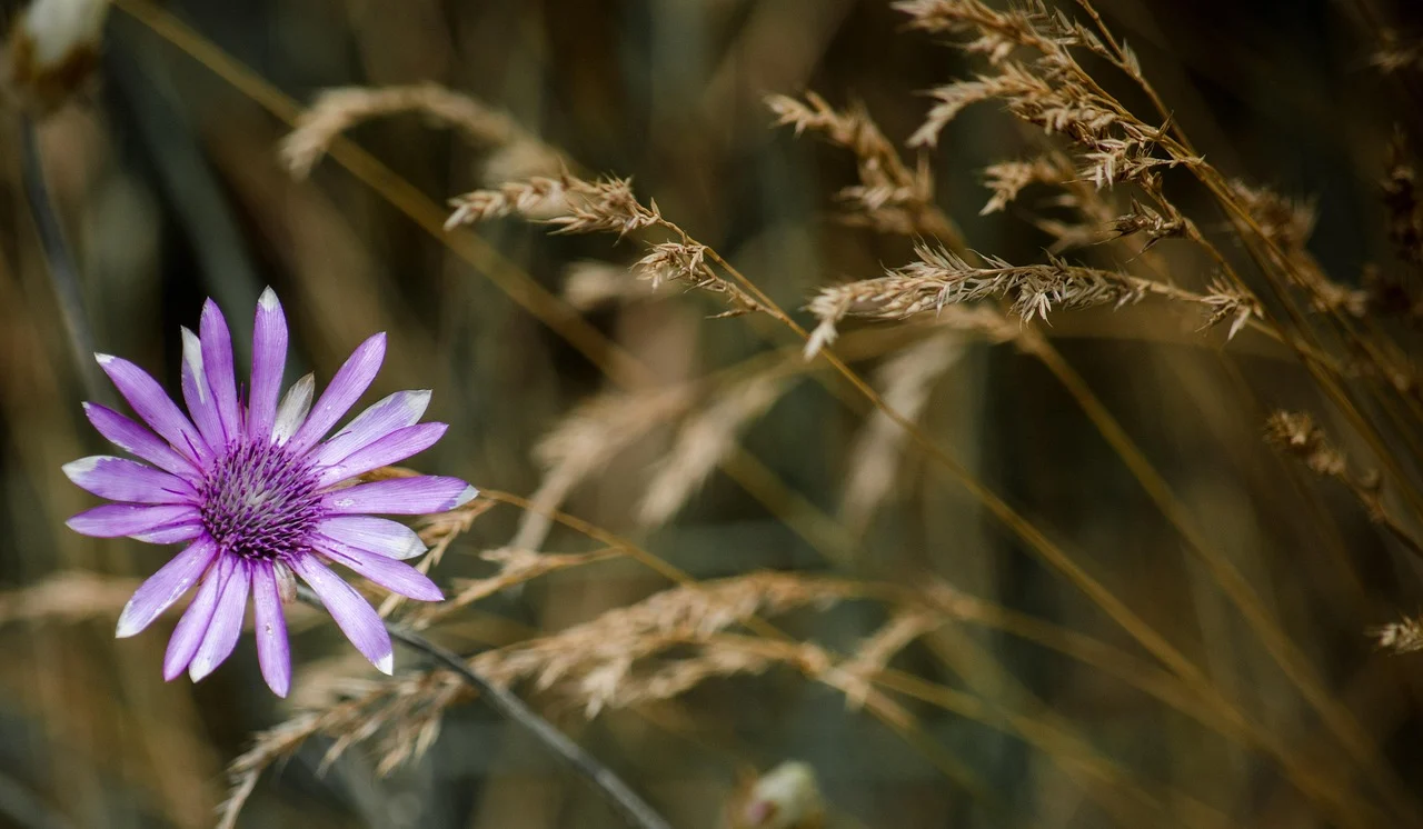 flowers that start with x - Xeranthemum