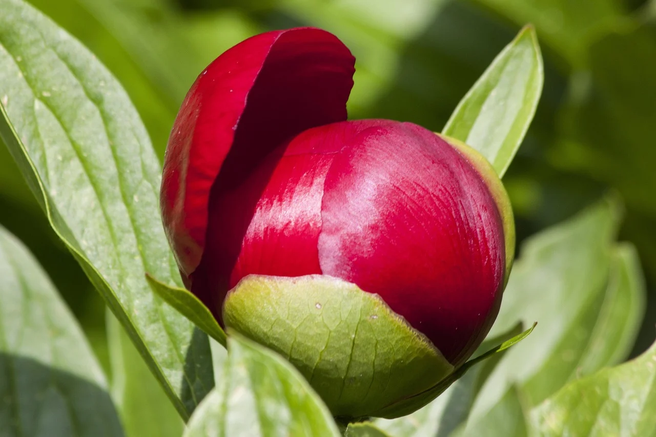 meaning of peony flower - peony bloom