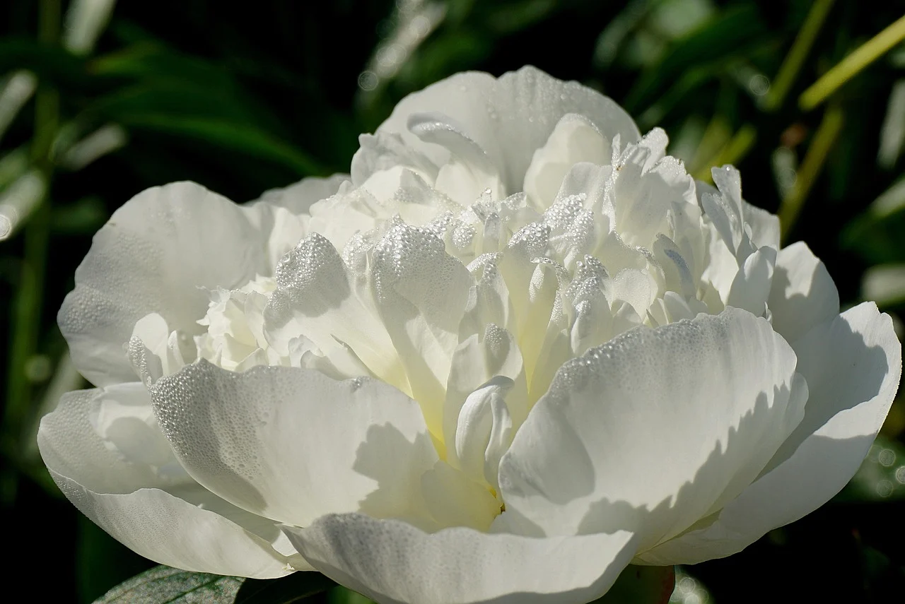 meaning of peony flower - peony bloom