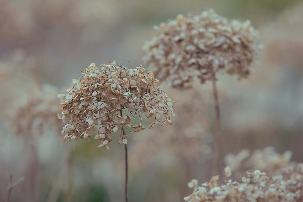 september flower - autumn bloom