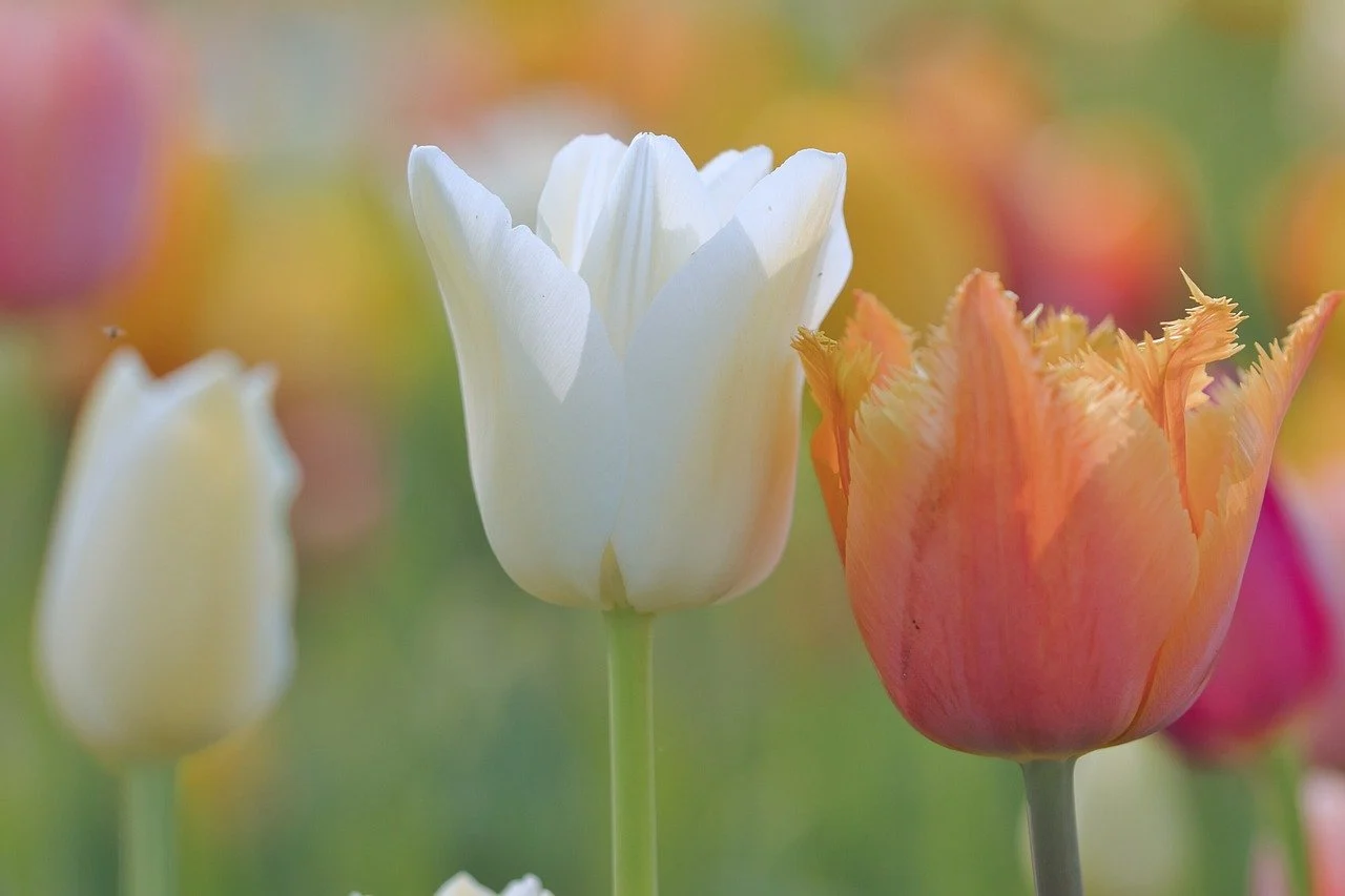 how to build a flower bed - flowerbed