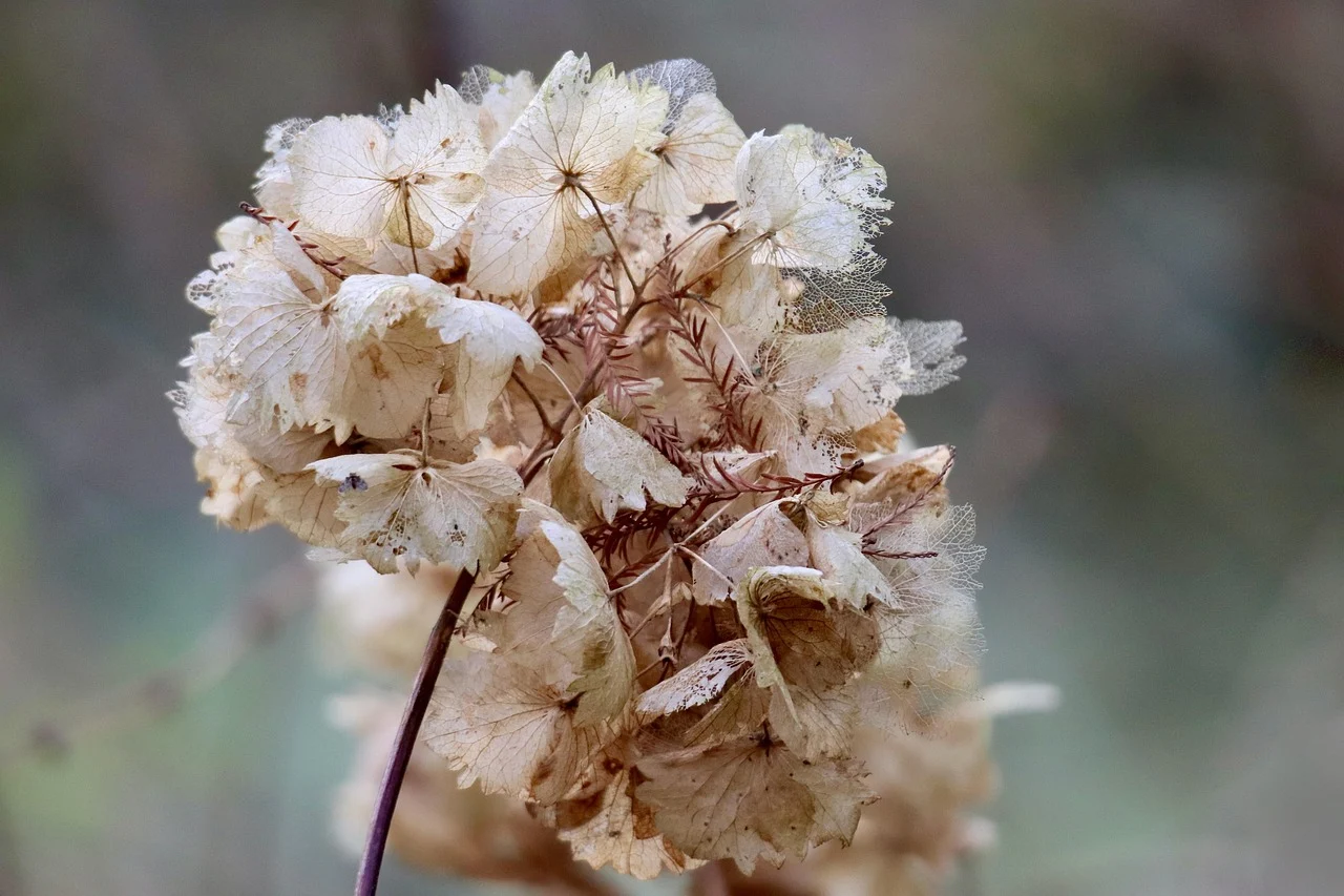 how to dry flower petals - dried petals
