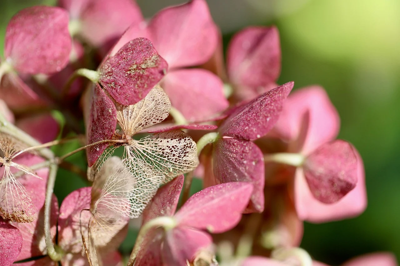 how to dry flower petals - dried petals