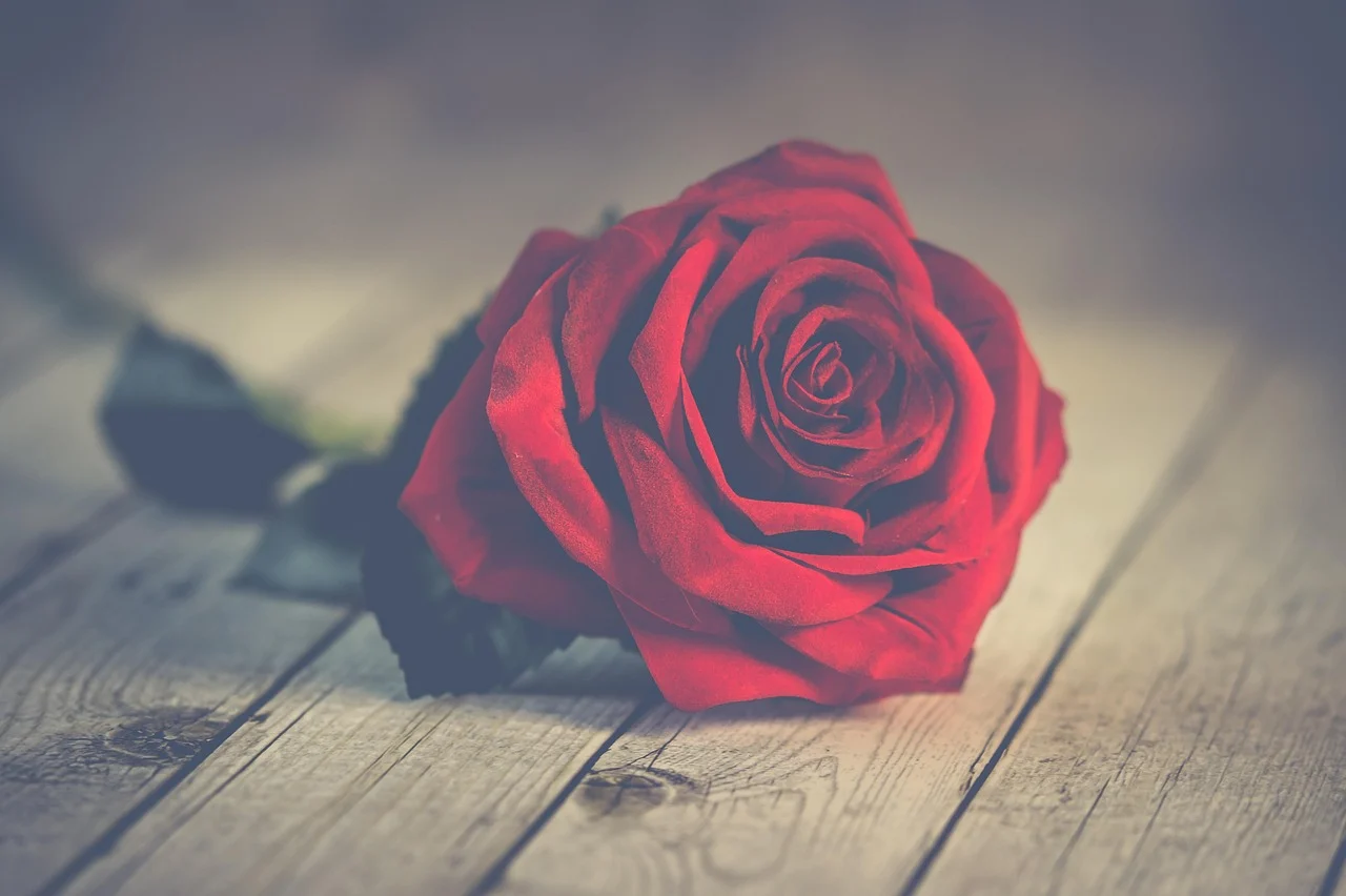 what flower represents love - Red Rose