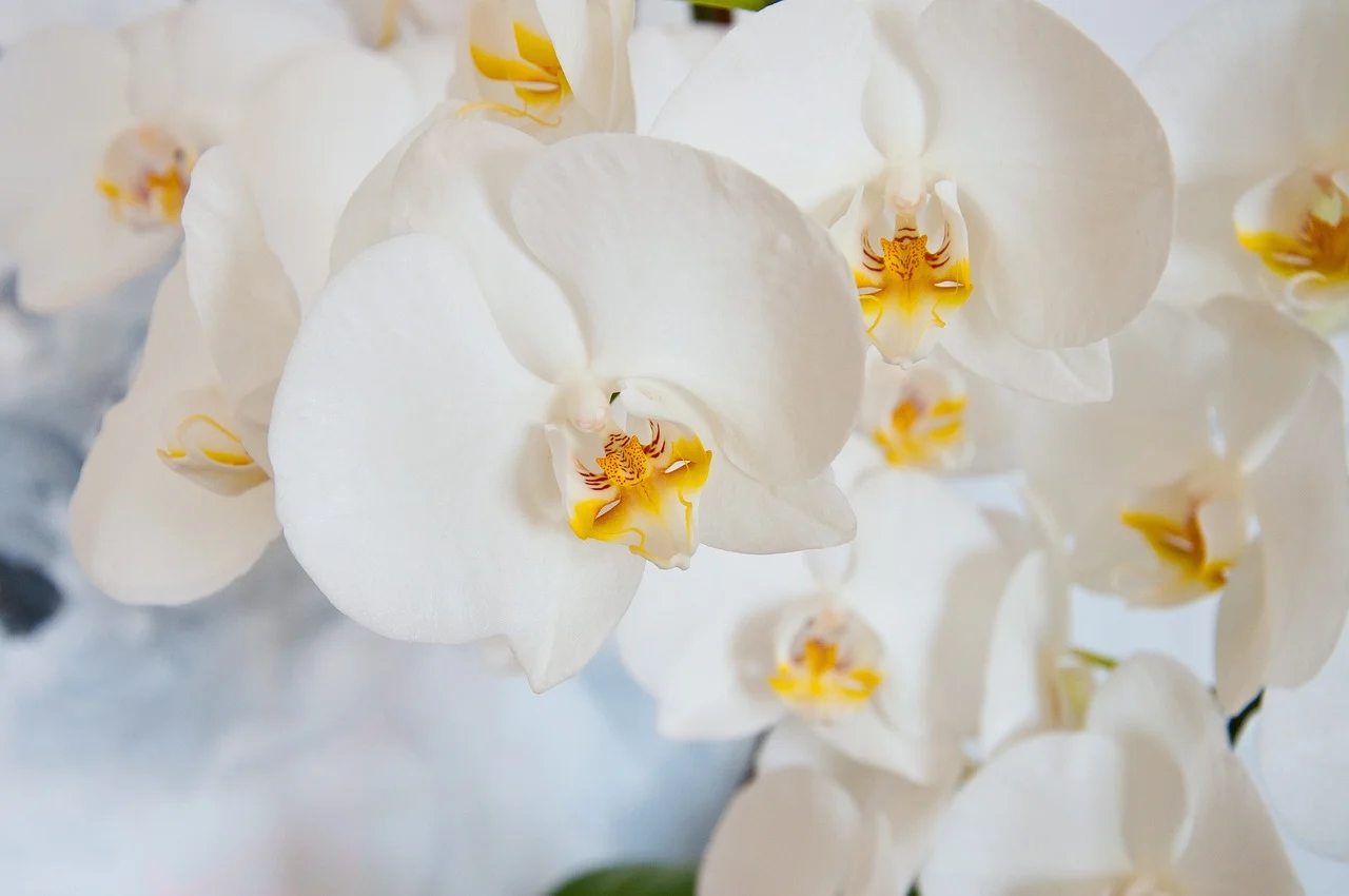 what flower represents strength - orchid