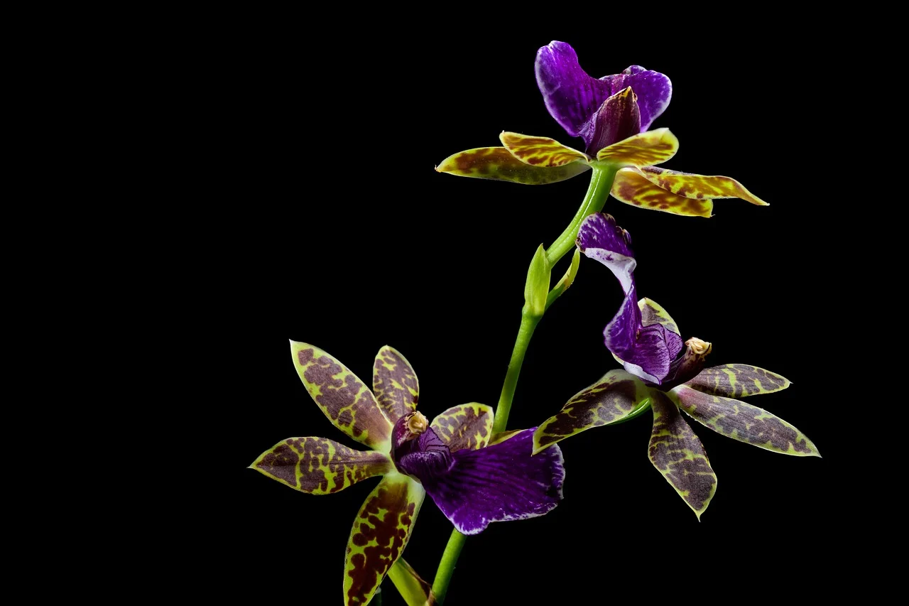 what flower represents strength - orchid