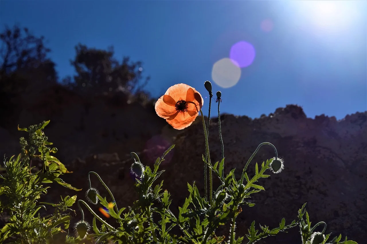 what is a flower moon - flower moon
