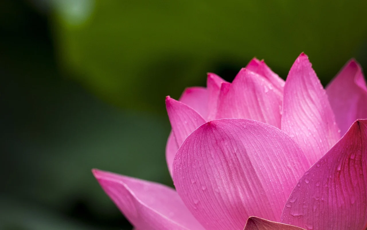 what is a lotus flower - lotus_flower