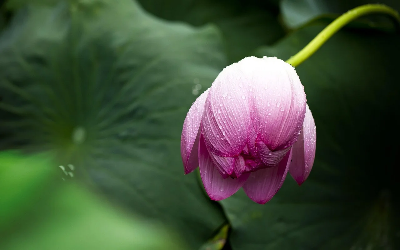 what is a lotus flower - lotus_flower