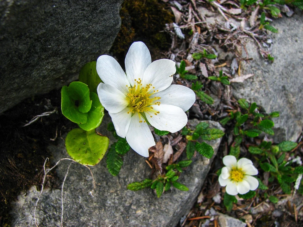 what is alaska's state flower - mountain avens