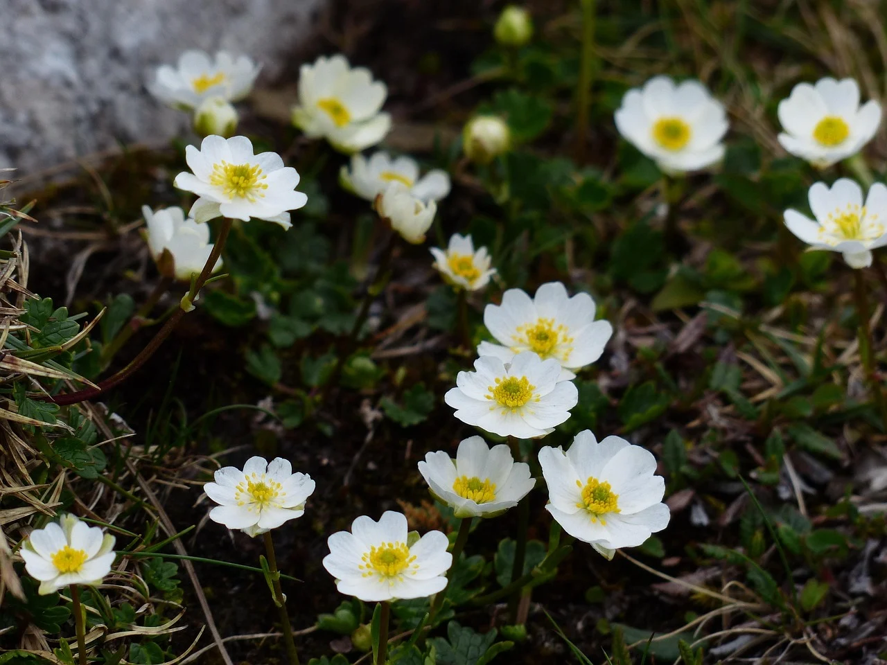 what is alaska's state flower - mountain avens