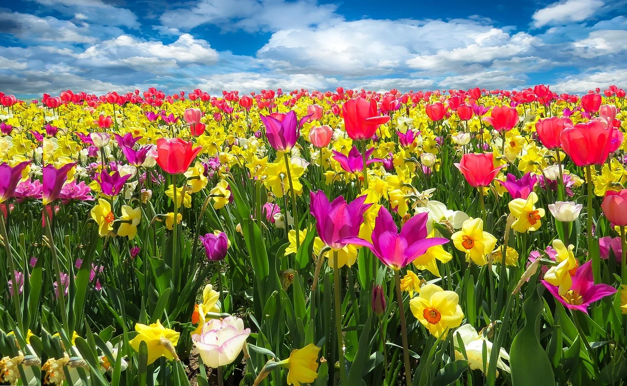 what is april birth flower - daffodil