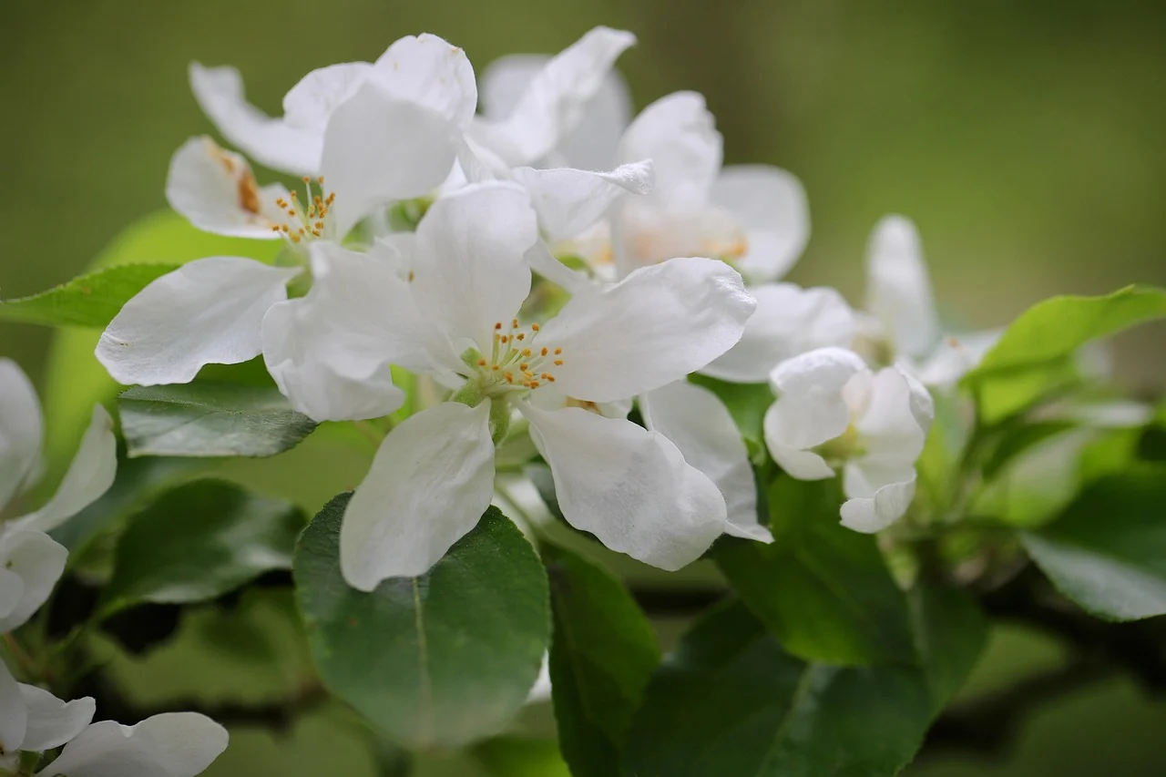 what is arkansas state flower - apple blossom