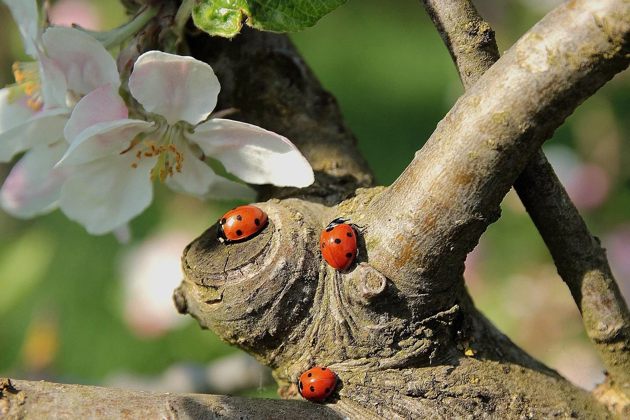 what is arkansas state flower - apple blossom