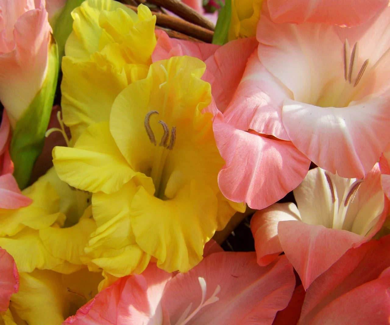 what is august birth flower - gladiolus