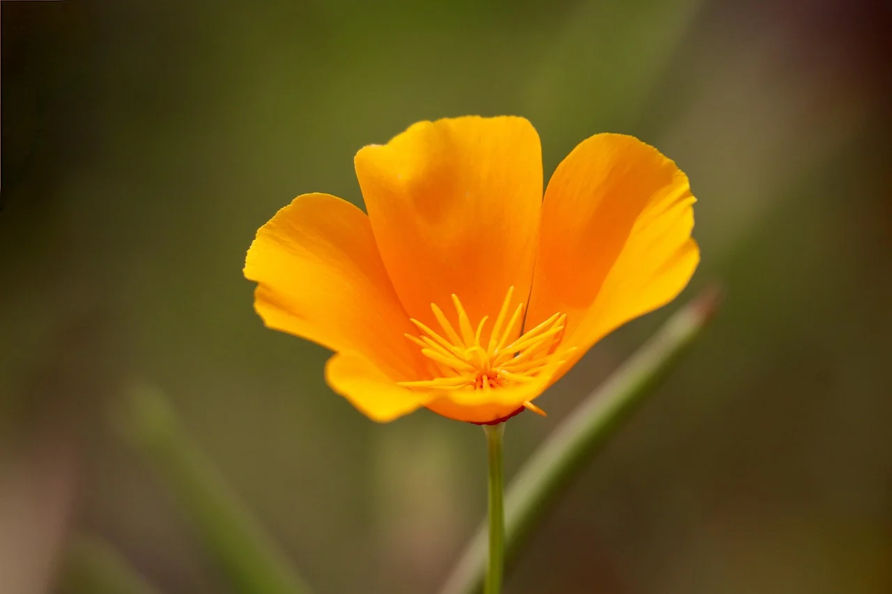 what is california's state flower - california poppy