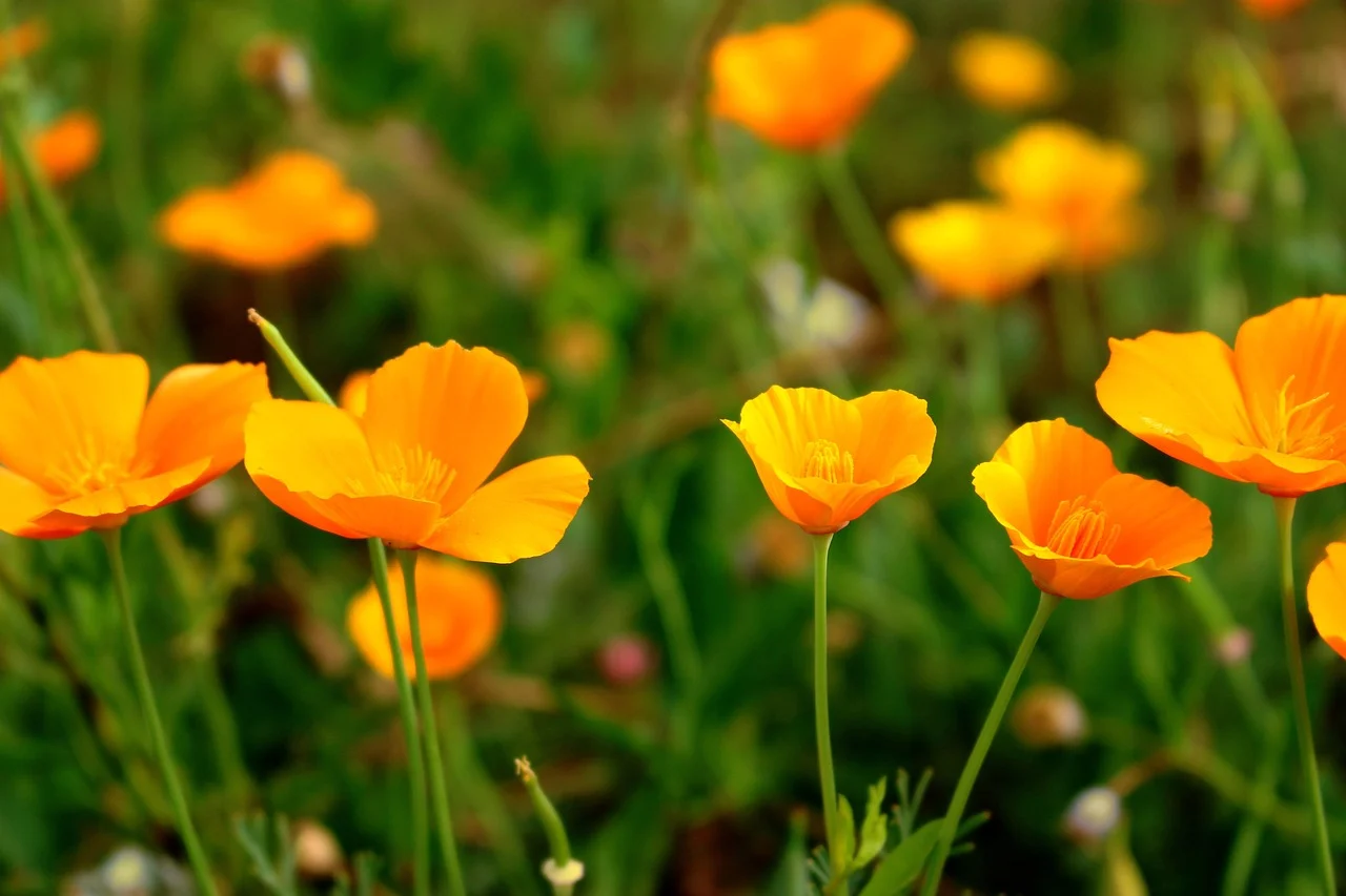 what is california's state flower - california poppy