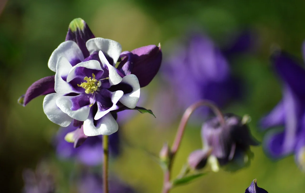 what is colorado's state flower - columbine flower