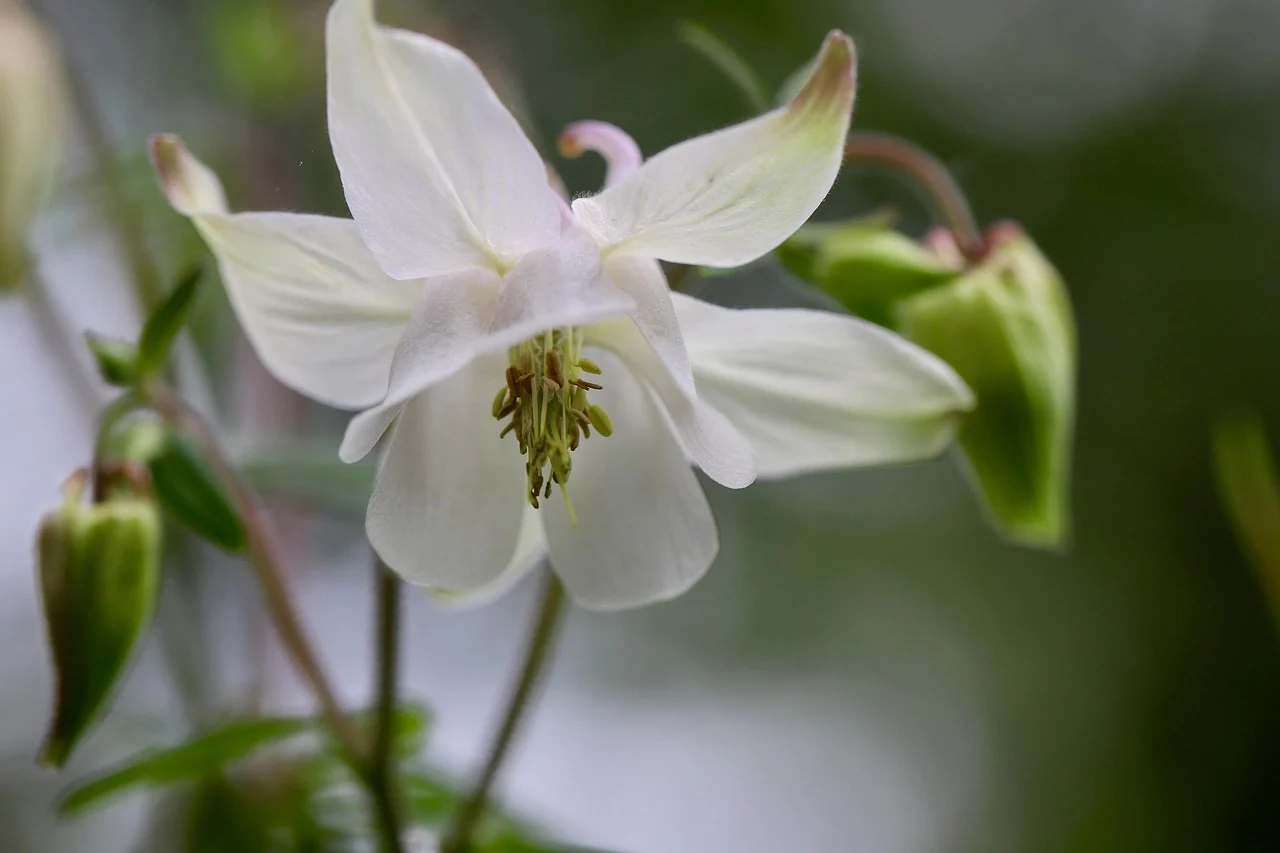 what is colorado's state flower - columbine flower