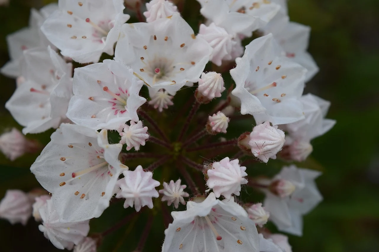 what is connecticut's state flower - Mountain Laurel