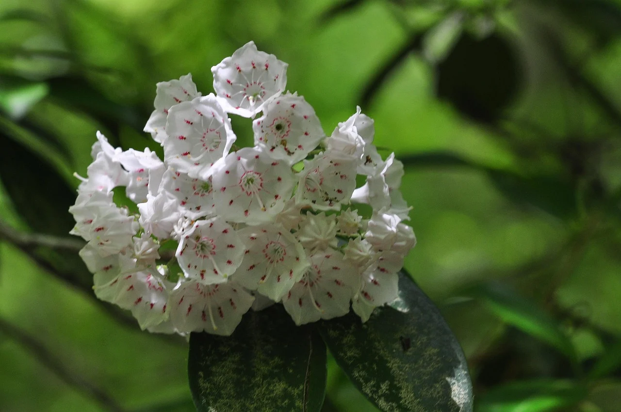 what is connecticut's state flower - Mountain Laurel