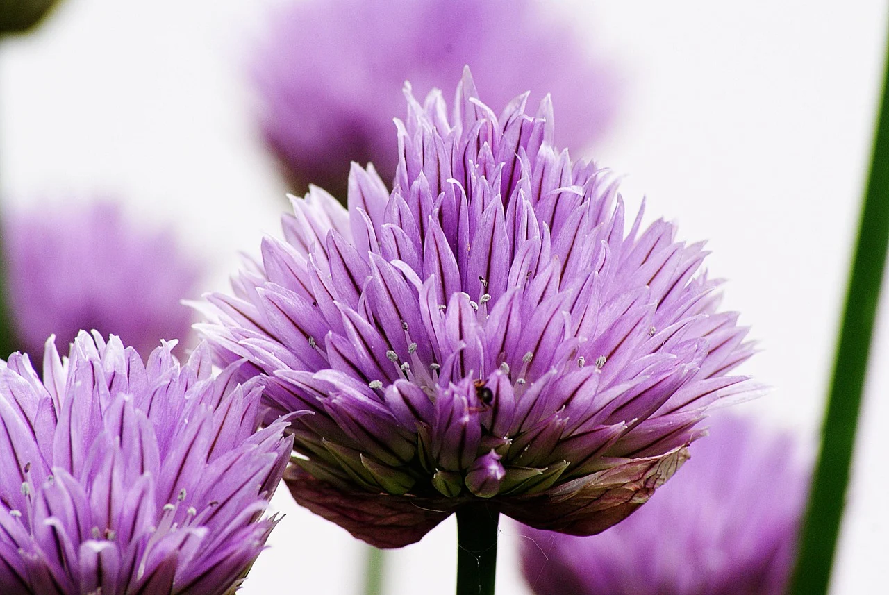 what is february's birth flower - violet flower