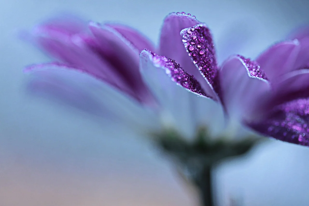 what is february's birth flower - violet flower