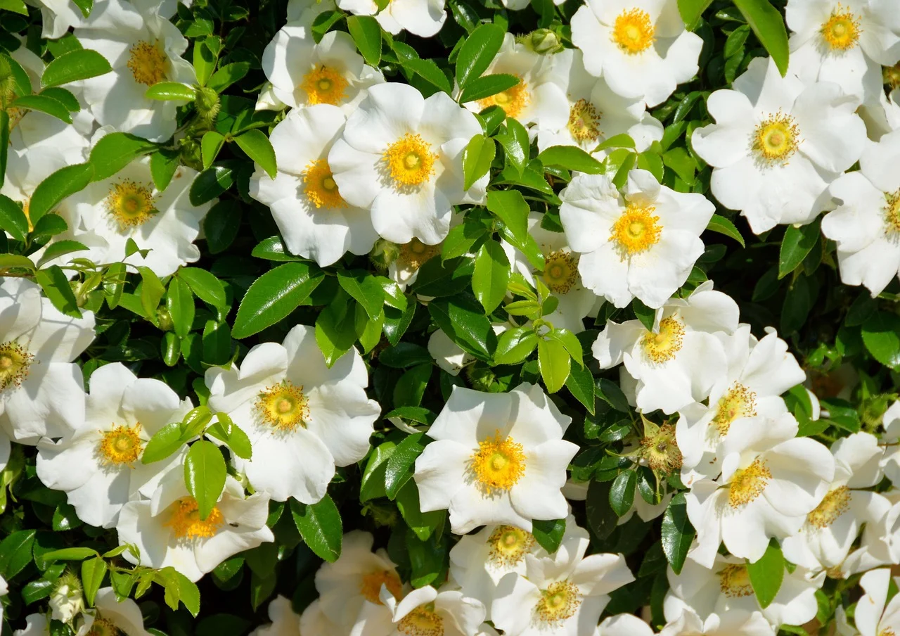 what is georgia's state flower - Cherokee Rose