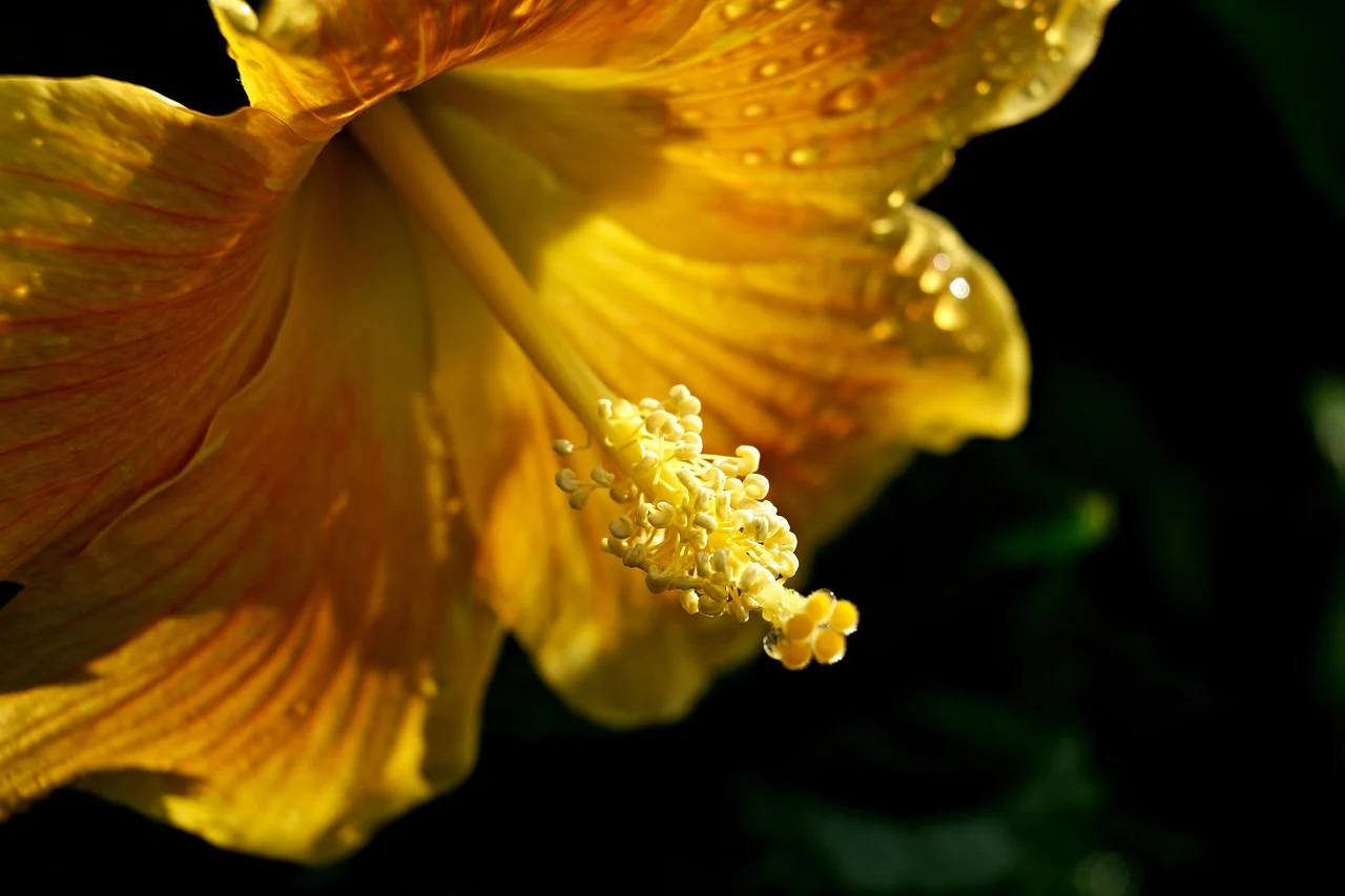 what is hawaii state flower - yellow hibiscus