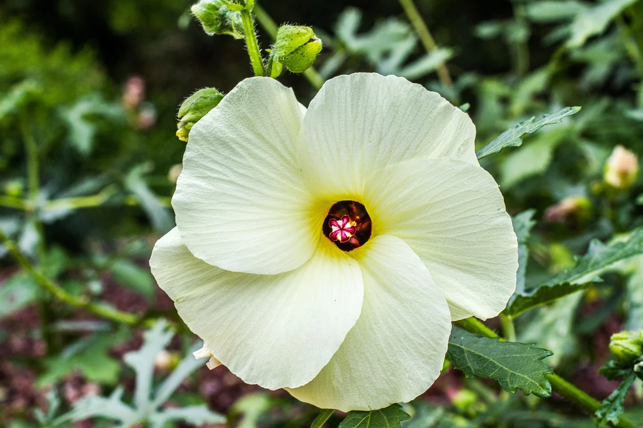 what is hawaii state flower - yellow hibiscus