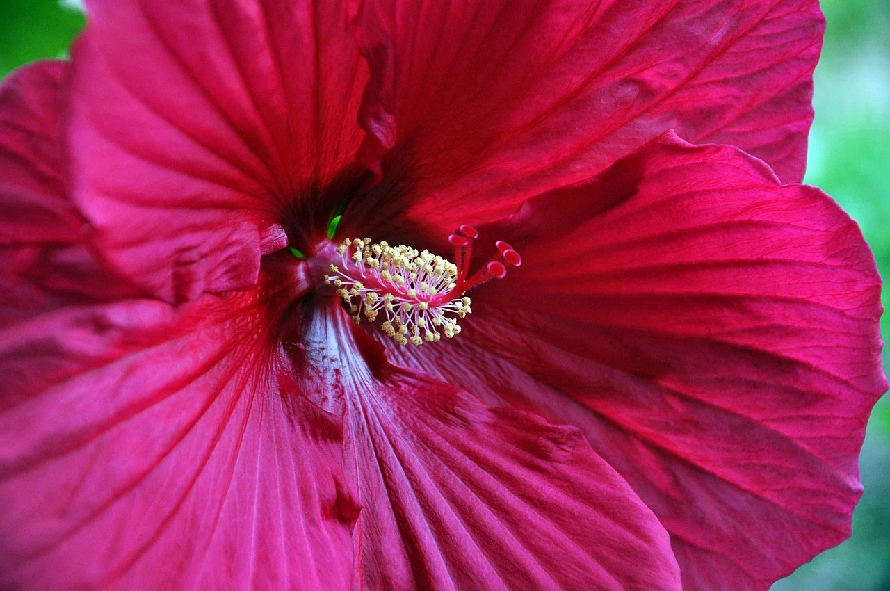 what is hawaii's state flower - hibiscus