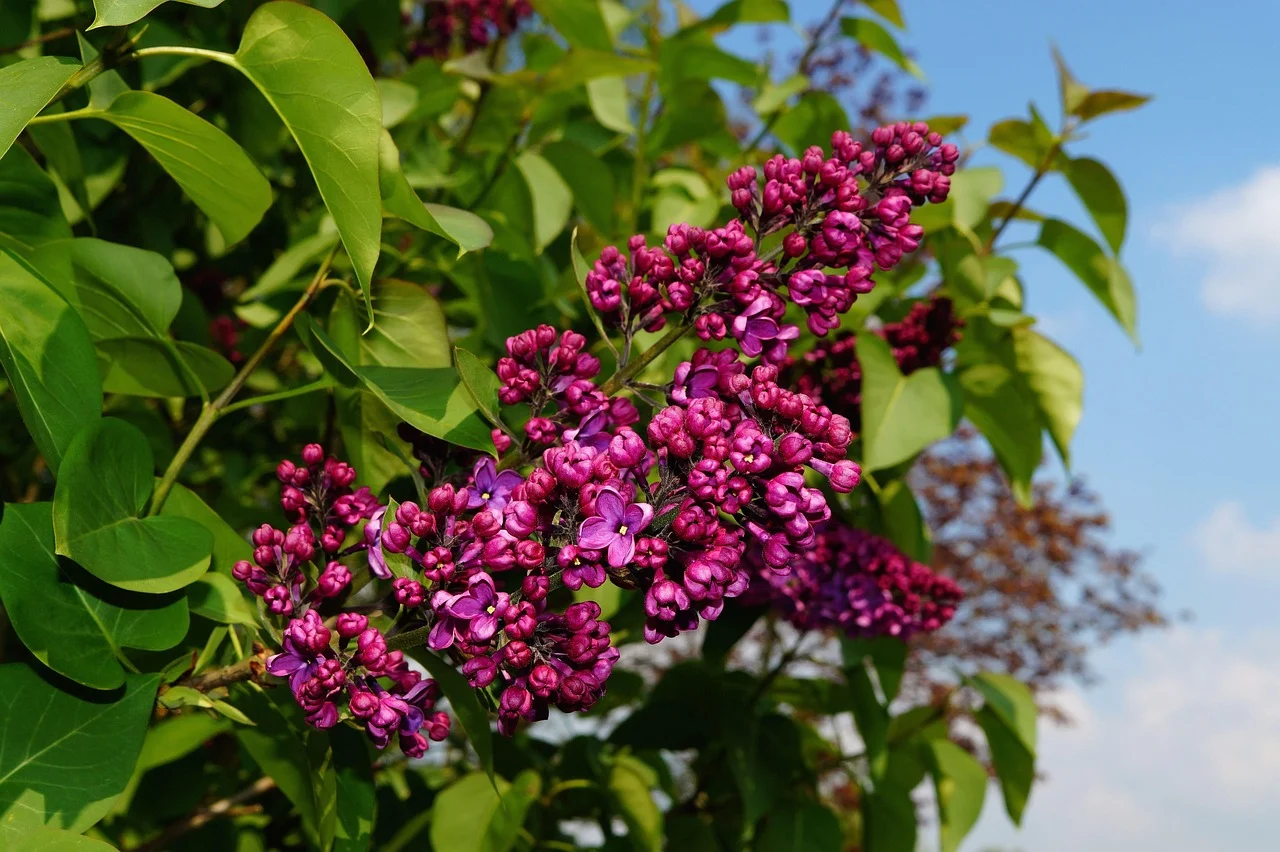 what is idaho's state flower - syringa
