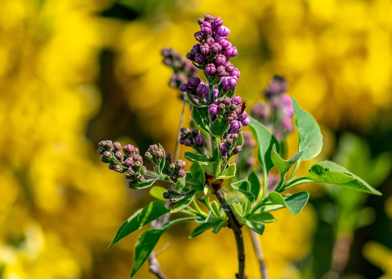 what is idaho's state flower - syringa