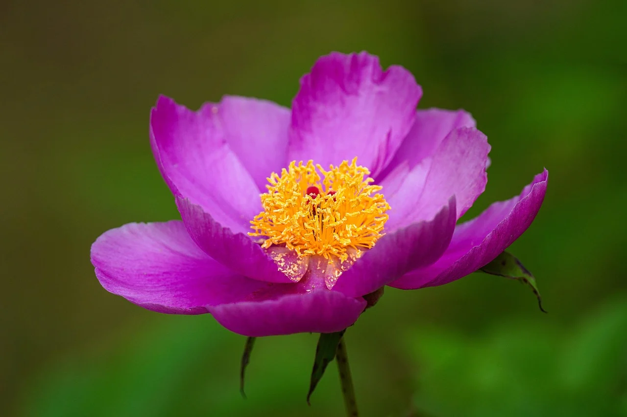 what is indiana's state flower - peony