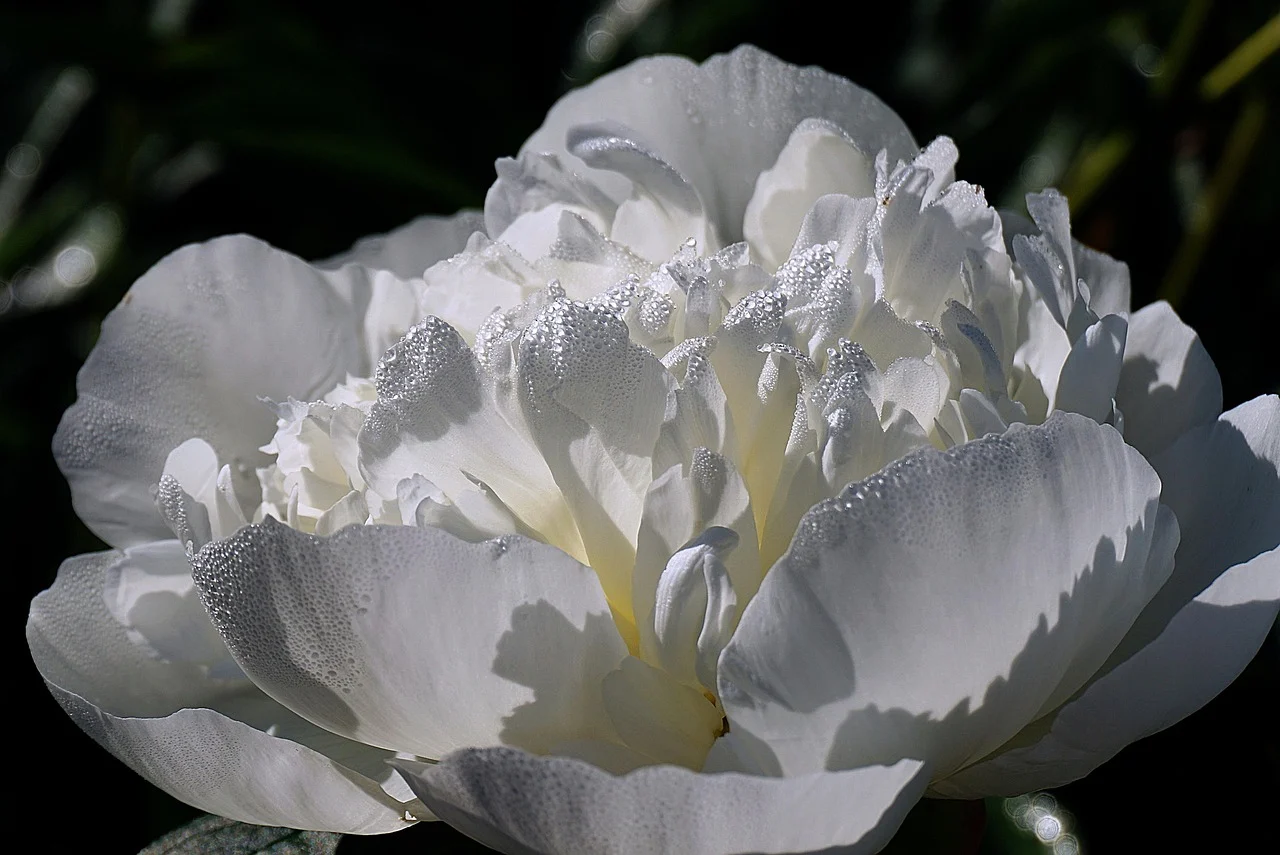 what is indiana's state flower - peony