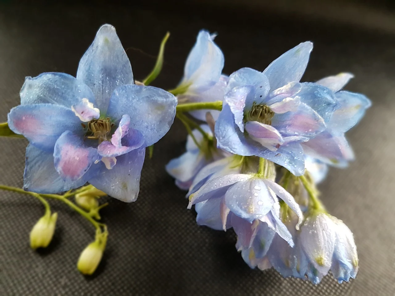 what is july's birth flower - larkspur