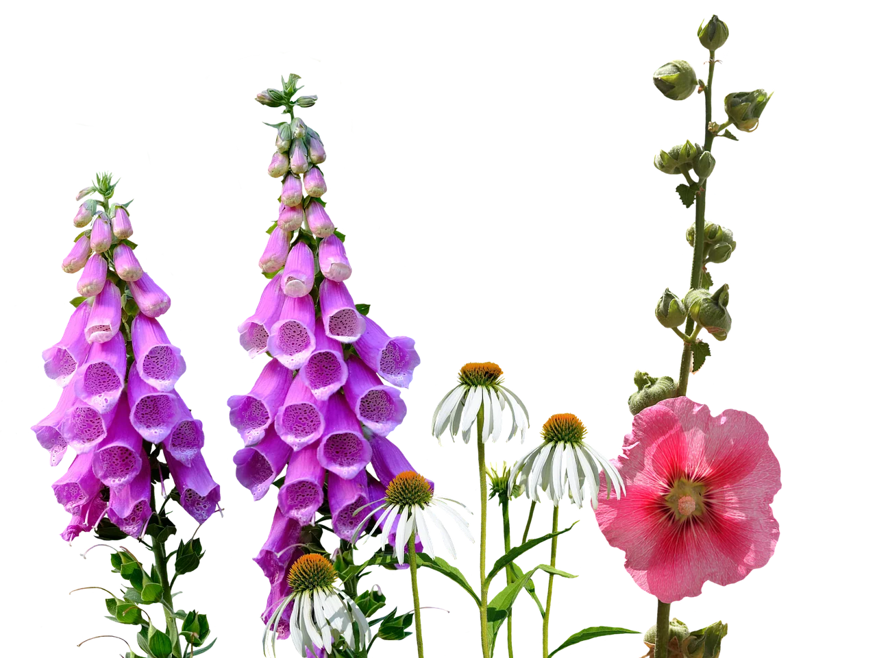 what is july's flower - larkspur