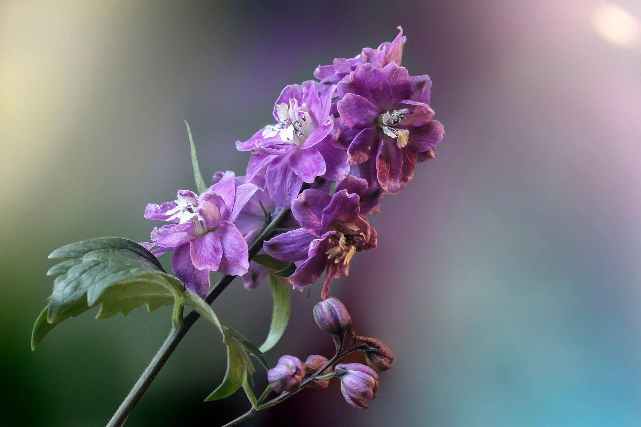 what is july's flower - larkspur
