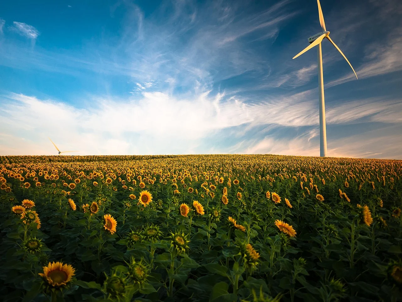 what is kansas state flower - sunflower field